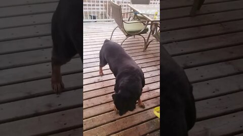 Excited Rottweiler #rottweiler #shorts