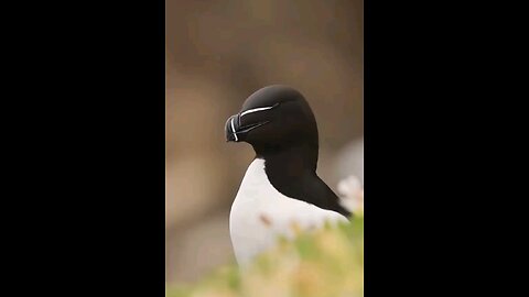 Have you even seen on this type of bird. Follow and like. More are coming.