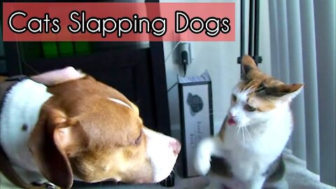 ngry Cats Slapping Dogs Funny Compilation | Funny Cat Videos
