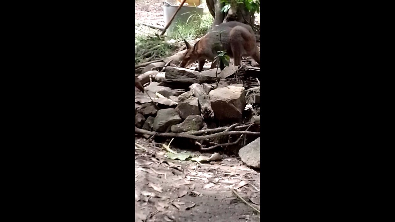 WRoger Wallaby Shares Seed With the Birds.💕🦘🦃🦆🦆😁