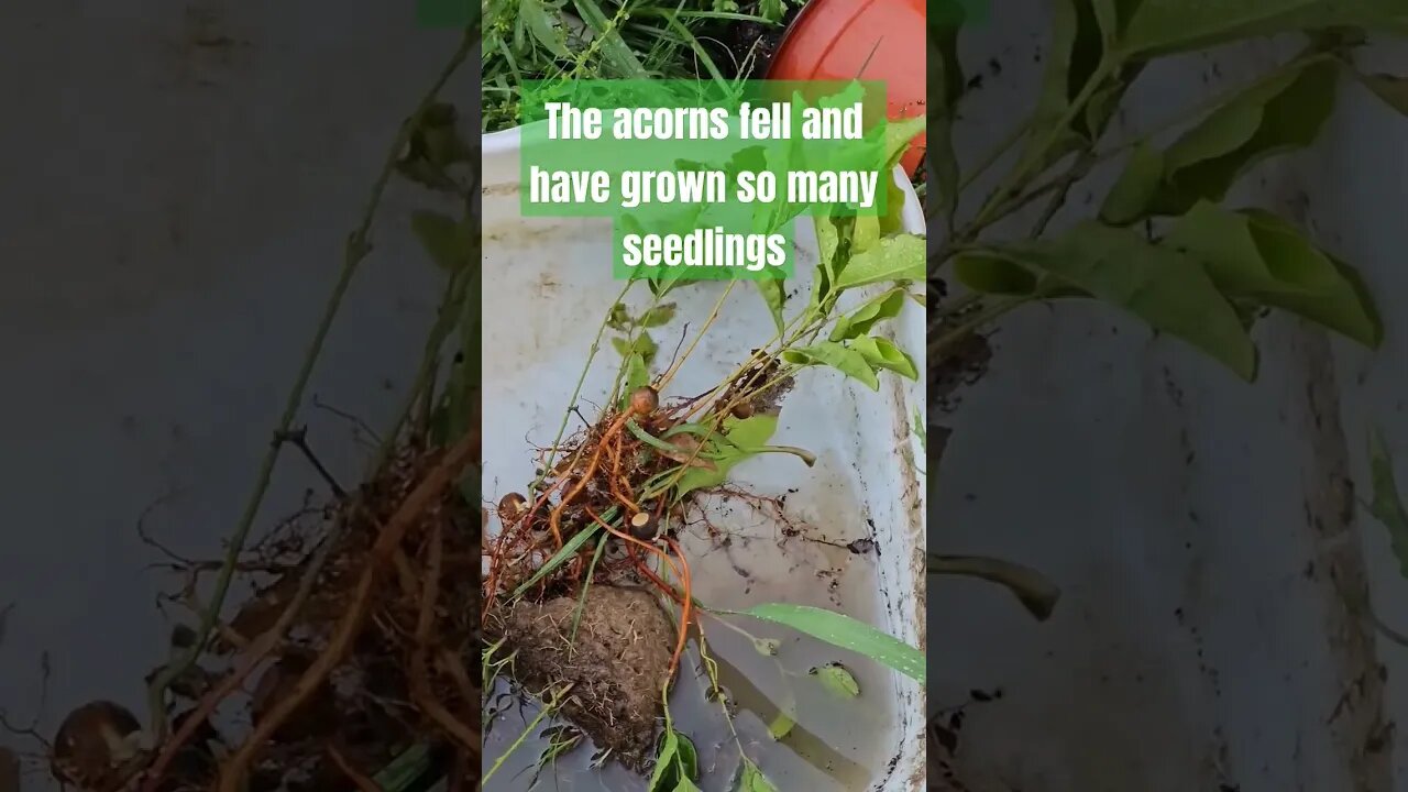 when life gives you lemons kind of story #homestead #farm #shorts #short #video #trees #seedlings