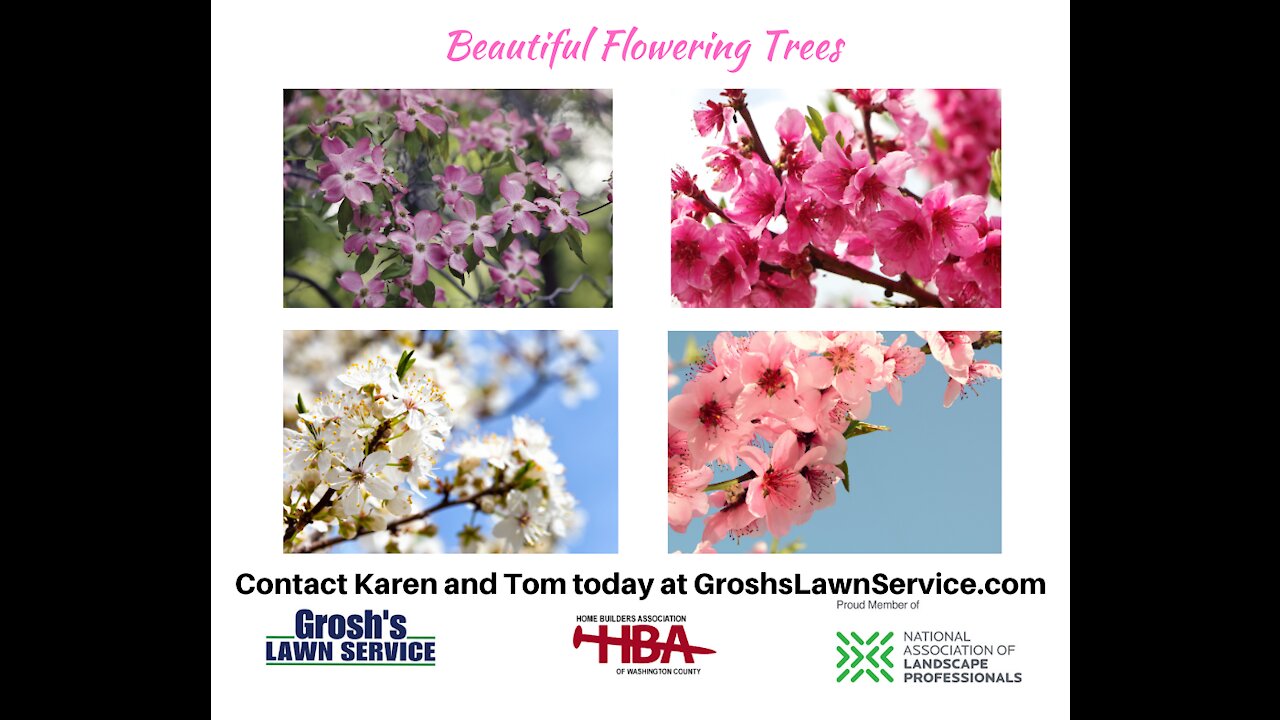 Flowering Trees Boonsboro MD Landscaping Contractor GroshsLawnService.com