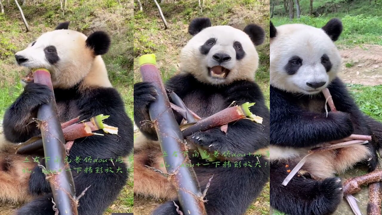 Adorable Giant Panda Eating Bamboo (New Video)