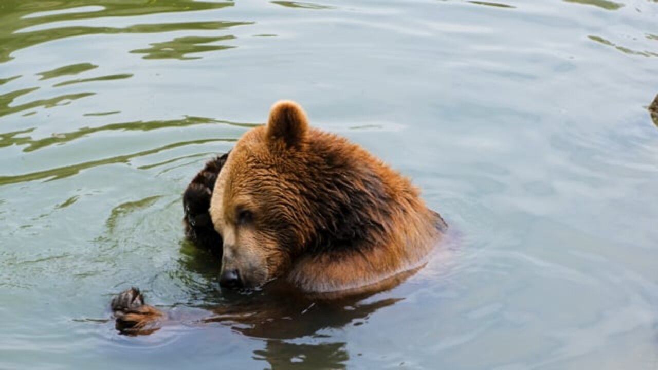 Bear Brown Bear Water To Bathe video