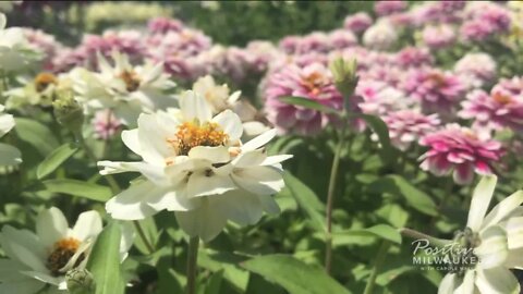 Alice's Garden gives away Summerfest flowers