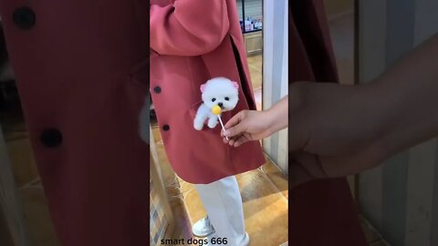 WHY.ARE.YOU.SO.CUTE??? #Puppy #Dogs #Shorts #Puppyvideo #Shortvideo #dog #doglover #cutedog #puppylo
