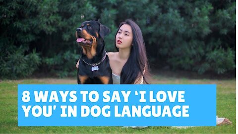 8 way to say 'I lOVE YOU' in dog language