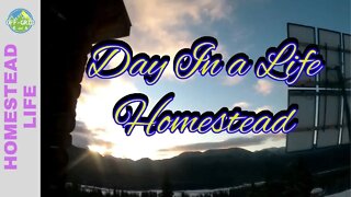 Modern Homestead & Homesteading Today - Homesteading VLOG // Homestead Life