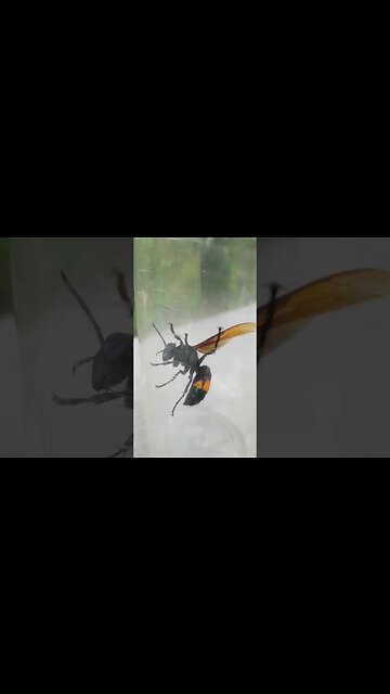 Giant Asian Hornet vs Man! #gianthornet #hornet #wasps #murderhornets