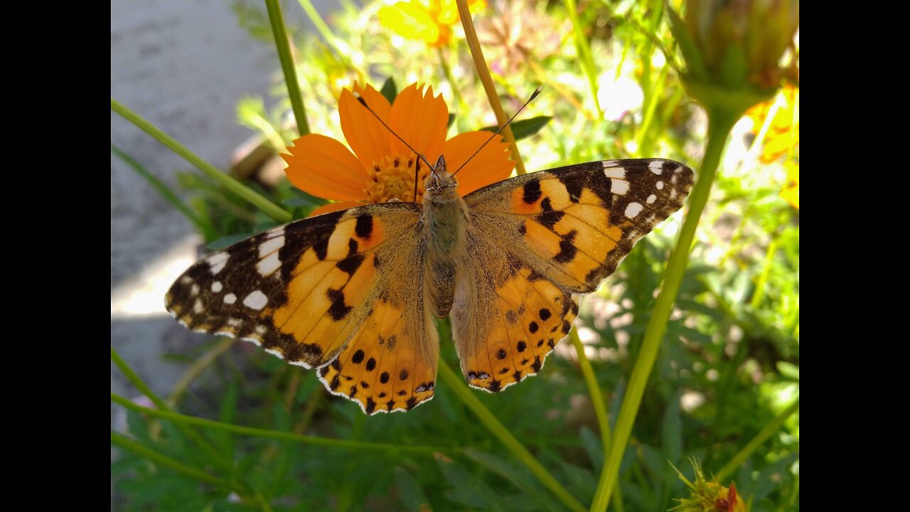 LOVELY BUTTERFLY AT HOME