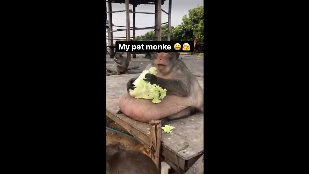 This is my pet monkey