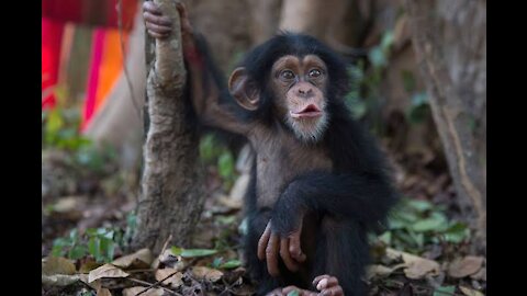 Cuddly Baby Chimpanzees - Cutest Compilation