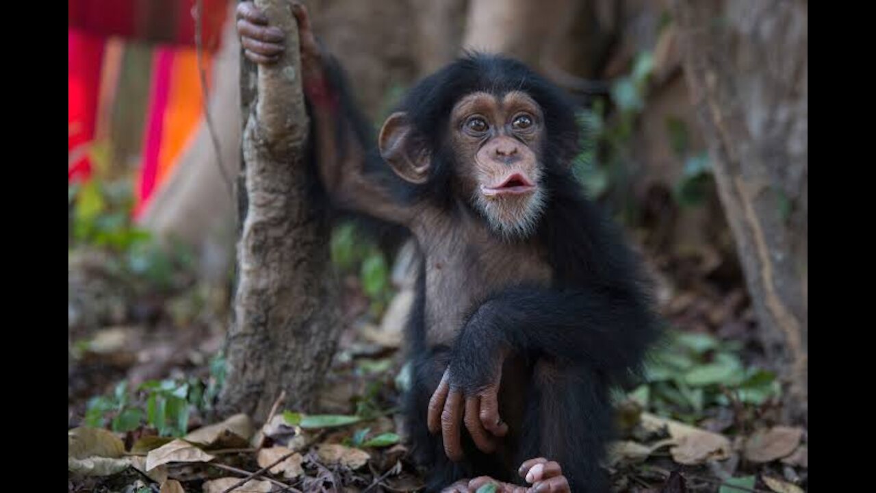 Cuddly Baby Chimpanzees - Cutest Compilation