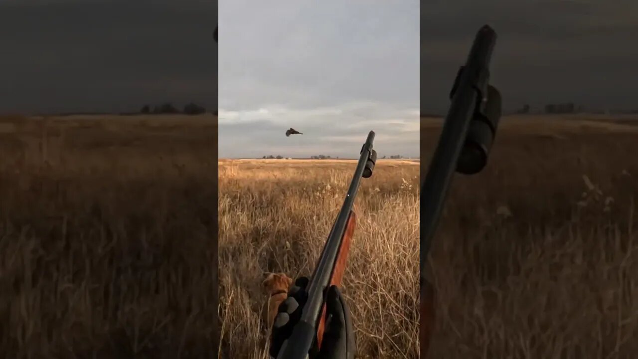 Golden Retriever Flushing a Rooster Pheasant