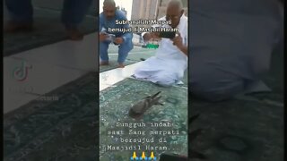 Sedang viral..... Seekor 🐦 burung merpati melakukan sujud di Masjidil Haram... #shorts #viral