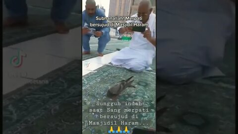 Sedang viral..... Seekor 🐦 burung merpati melakukan sujud di Masjidil Haram... #shorts #viral