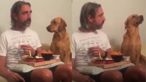 When a dog played aloof to food #funny