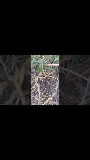 @CK420 HERBTALK meth mouth stalk