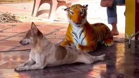 ASUSTANDO A PERROS CON TIGRE FALSO