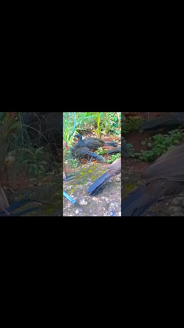 Jacu e seus filhotes em cima da pedra em busca de comida