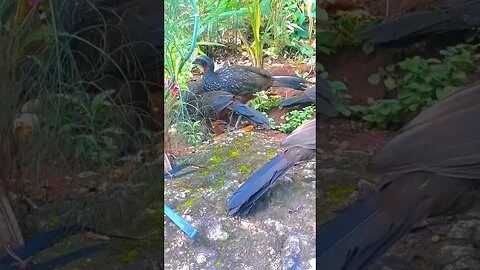 Jacu e seus filhotes em cima da pedra em busca de comida