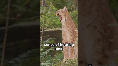Bobcat - The Compact Powerhouse