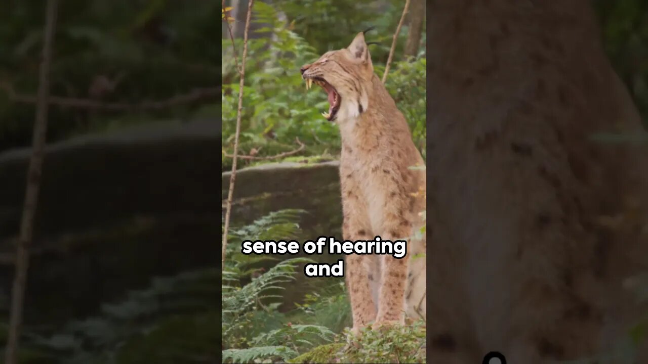 Bobcat - The Compact Powerhouse