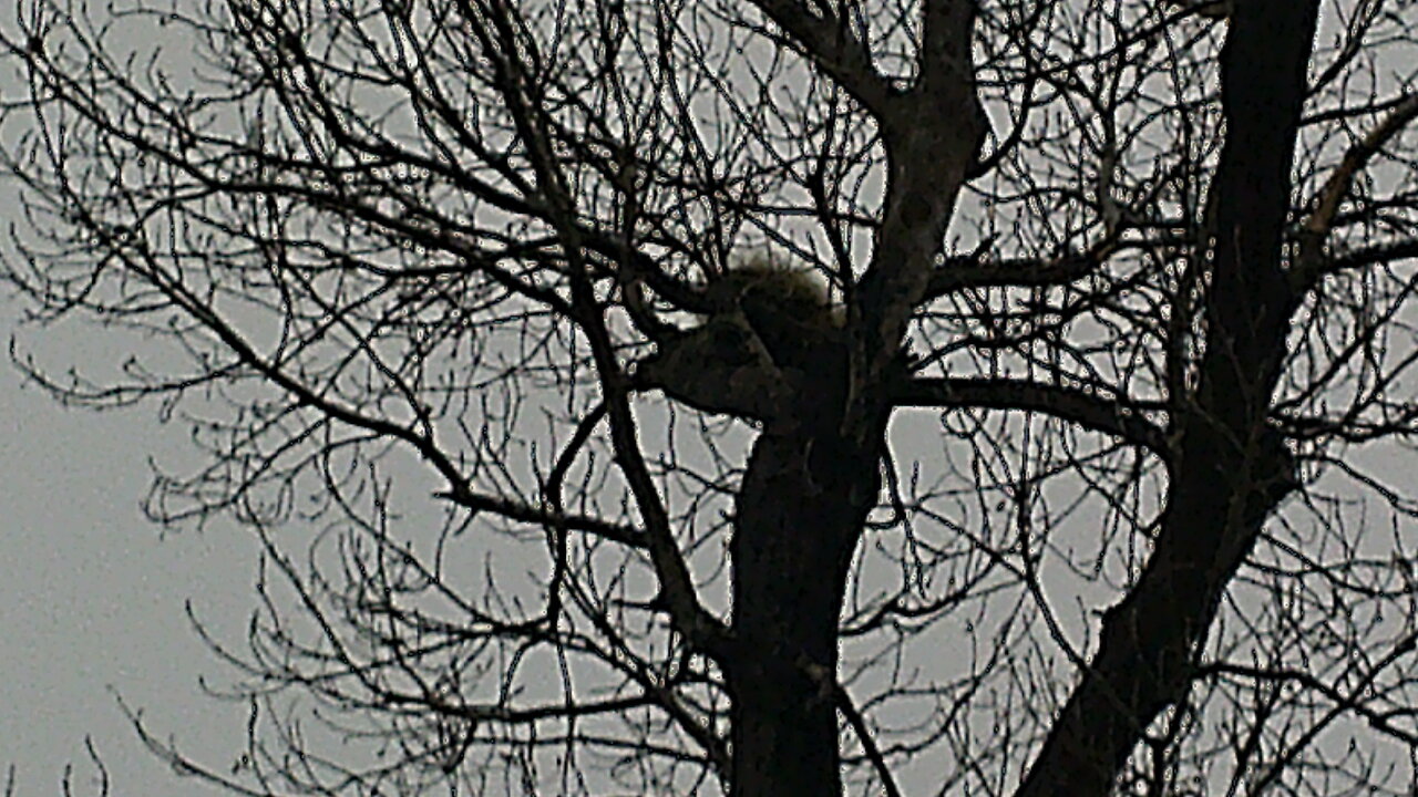 Aerial Porcupine #3 - The Day After