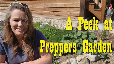 A Peek inside a preppers Garden ~ May Garden Update