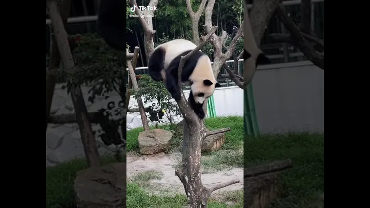 Preparing for the Olympic Games - Panda Gymnastics #shorts