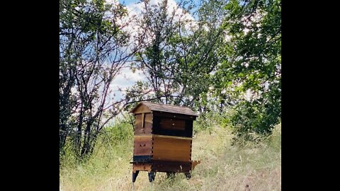 First bees into new FLOWHIVE beehive