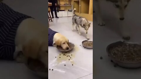 This dog is so hungry 😢😂#shorts #satisfying #dog #Labrador #short