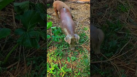 Piglets up Close @UncleTimsFarm #kärnəvór #carnivore #shorts #hereford #freerangepigs