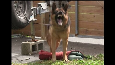 Guard Dog Training!!!!!!!