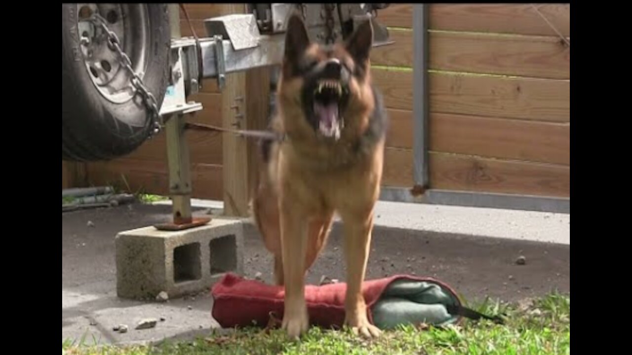 Guard Dog Training!!!!!!!