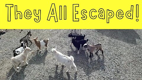 They all Escaped!