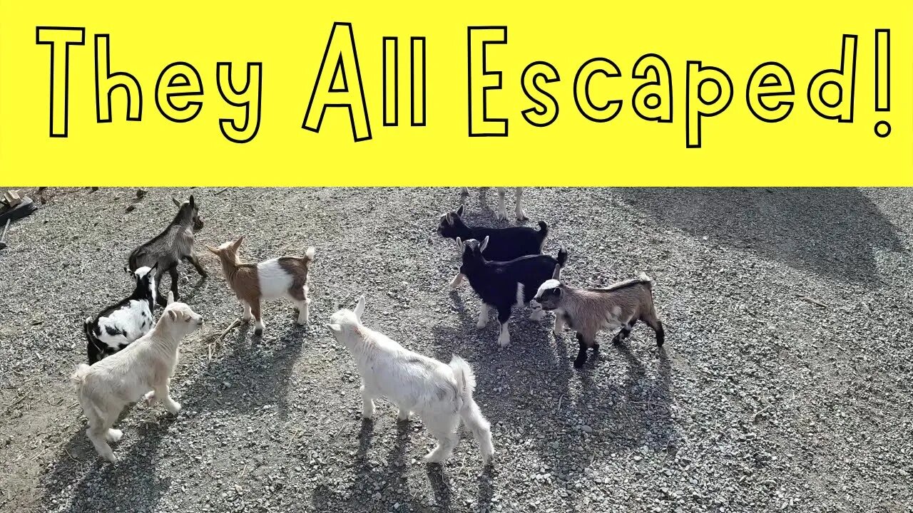 They all Escaped!