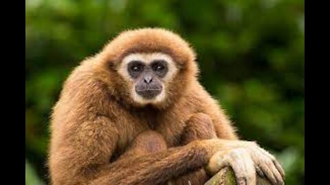 GIBBONS CUTE!!