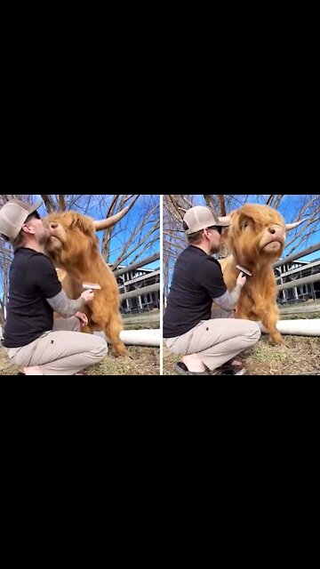 Friendly cow preciously kisses his caretaker