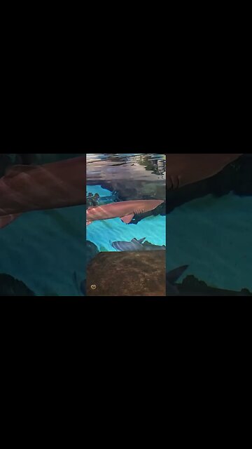 Shark #ripleysaquarium