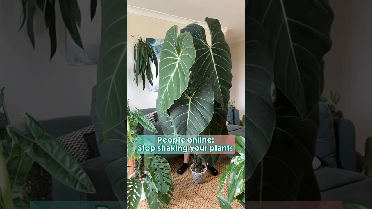 Healthy plants are more resilient than you might think :) #philodendronglorious #houseplants