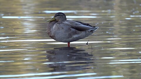 Cat TV: duck chilling in water