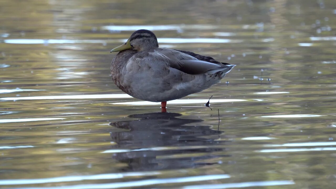 Cat TV: duck chilling in water