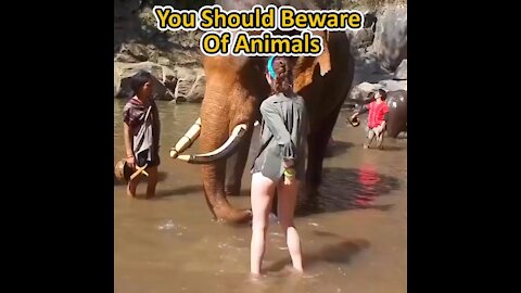 You should love animals carefully