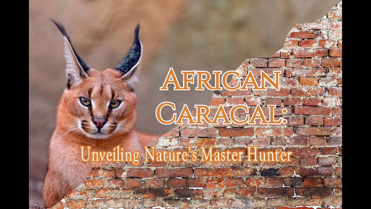 African Caracal: Unveiling Nature's Master Hunter