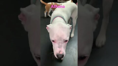 [Shorts 0104] ATHENA [#dogs #doggos #doggies #puppies #dogdaycare]