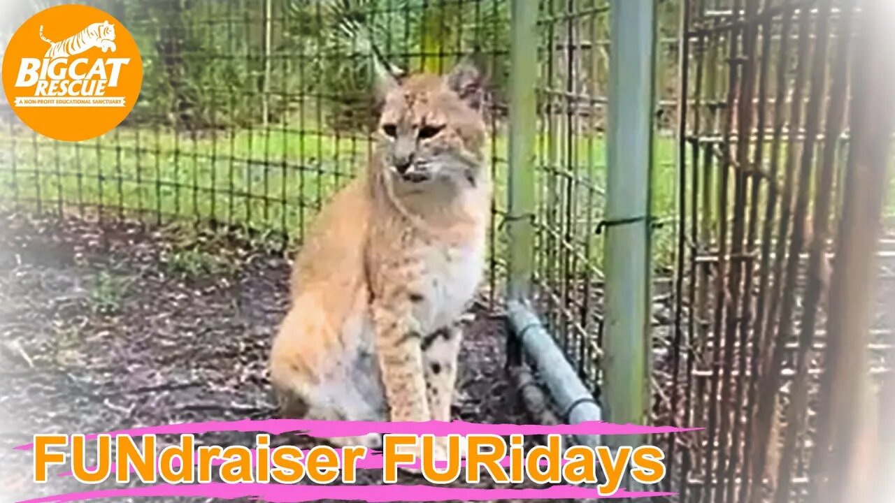 FUND-raiser FURiday with Operations Manager Afton at Big Cat Rescue! 06 23 2023