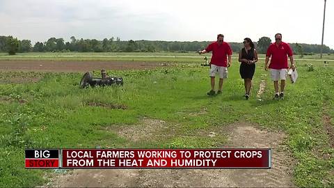 Farmers take steps to protect plants, workers as temperatures soar