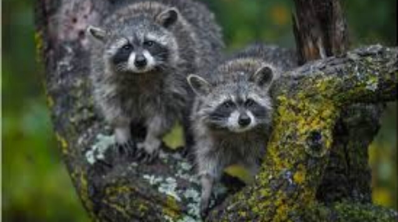 Just Two Racoons