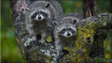 Just Two Racoons